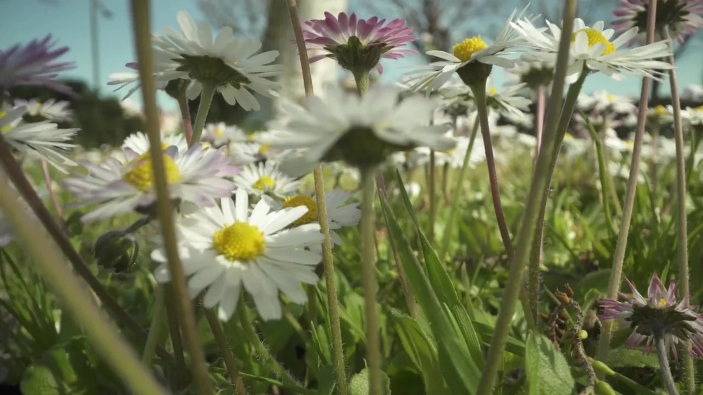 Ihr Experte für Haus und Garten