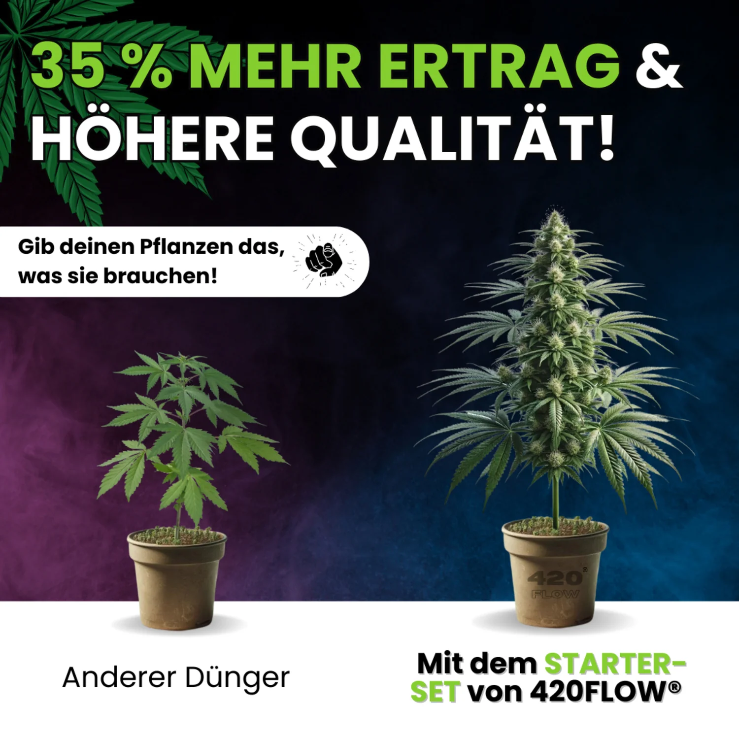 420Flow – Grow Starter Set mit Düngern inkl. 3 Samen Gelato Auto - Image 9