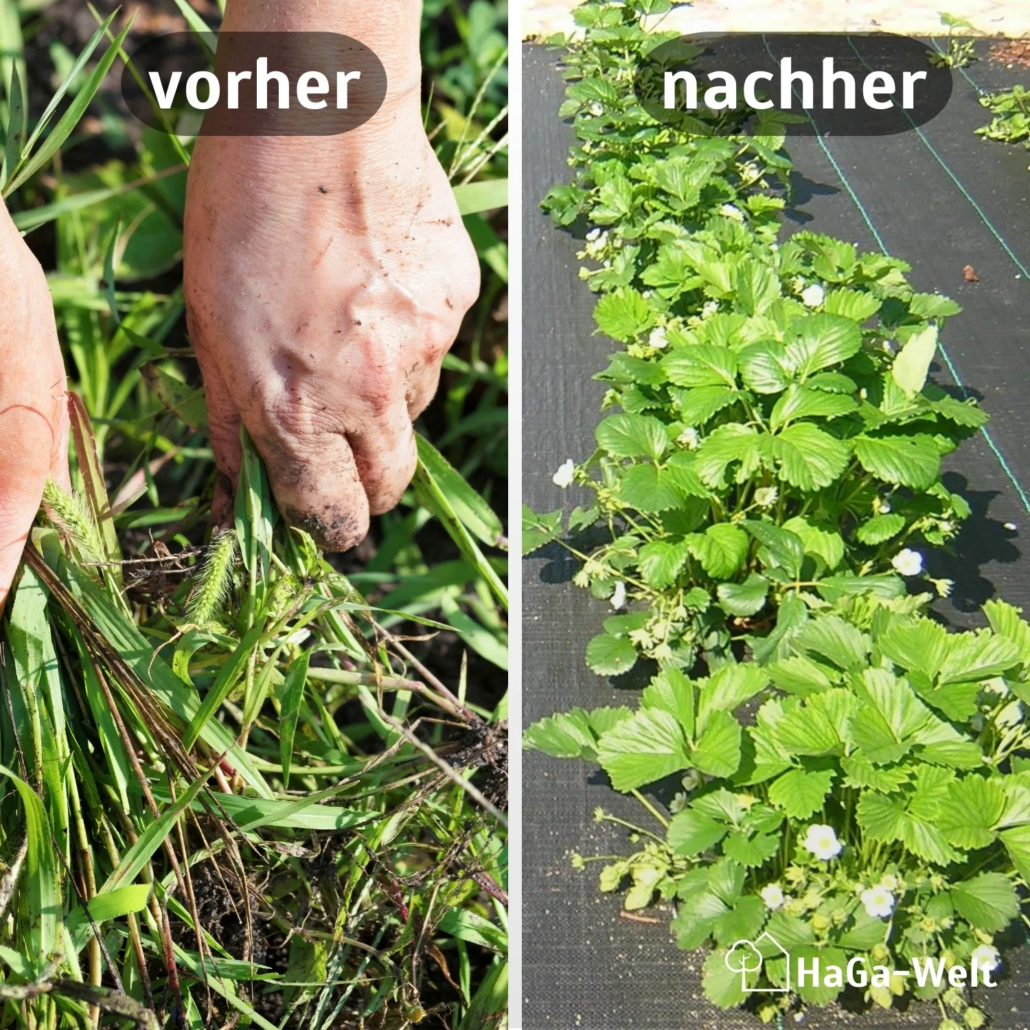 Bändchengewebe – effektive Unkrautfolie für Ihre Beete - Image 3