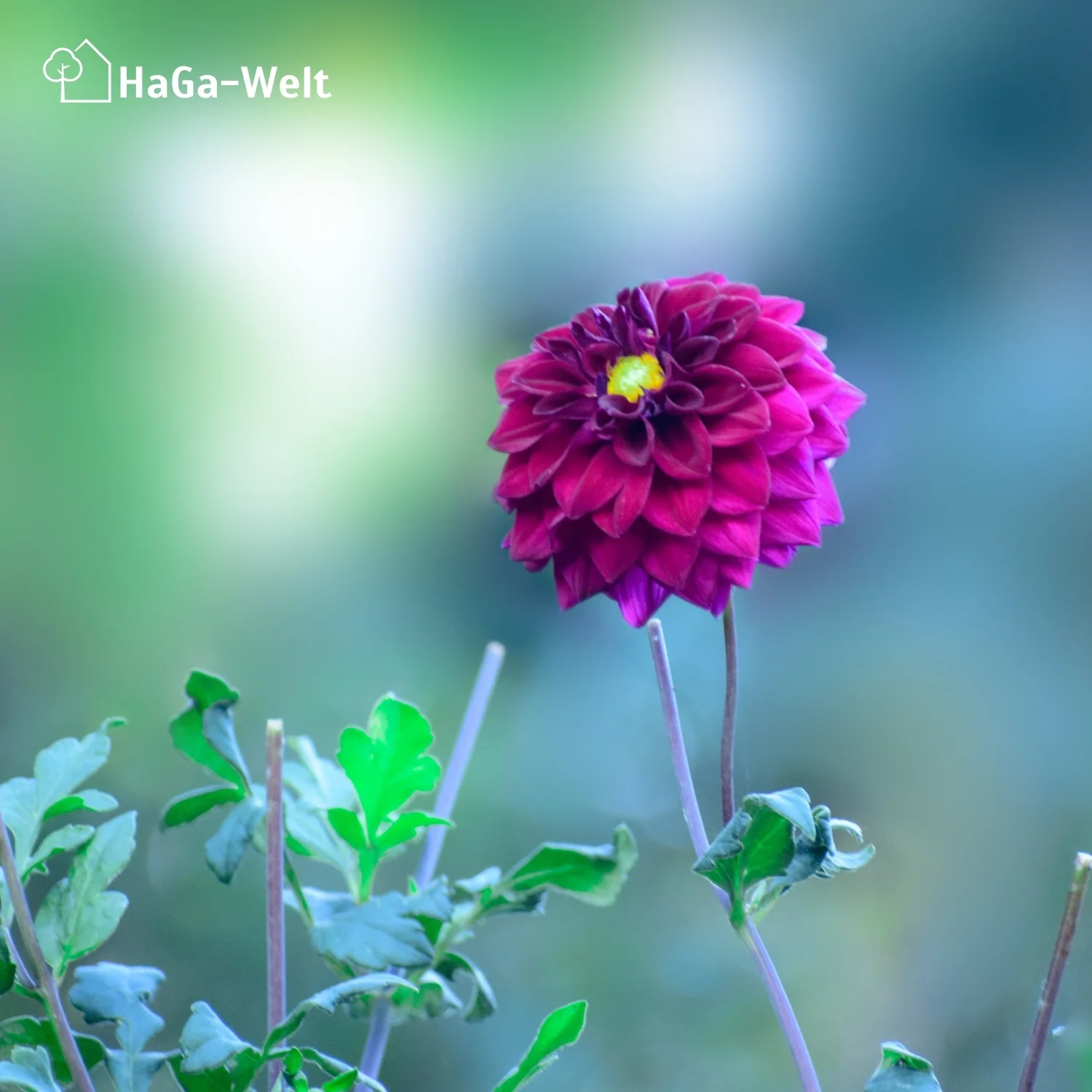 Blumendünger - Dünger für gesunde Blumen - Image 10