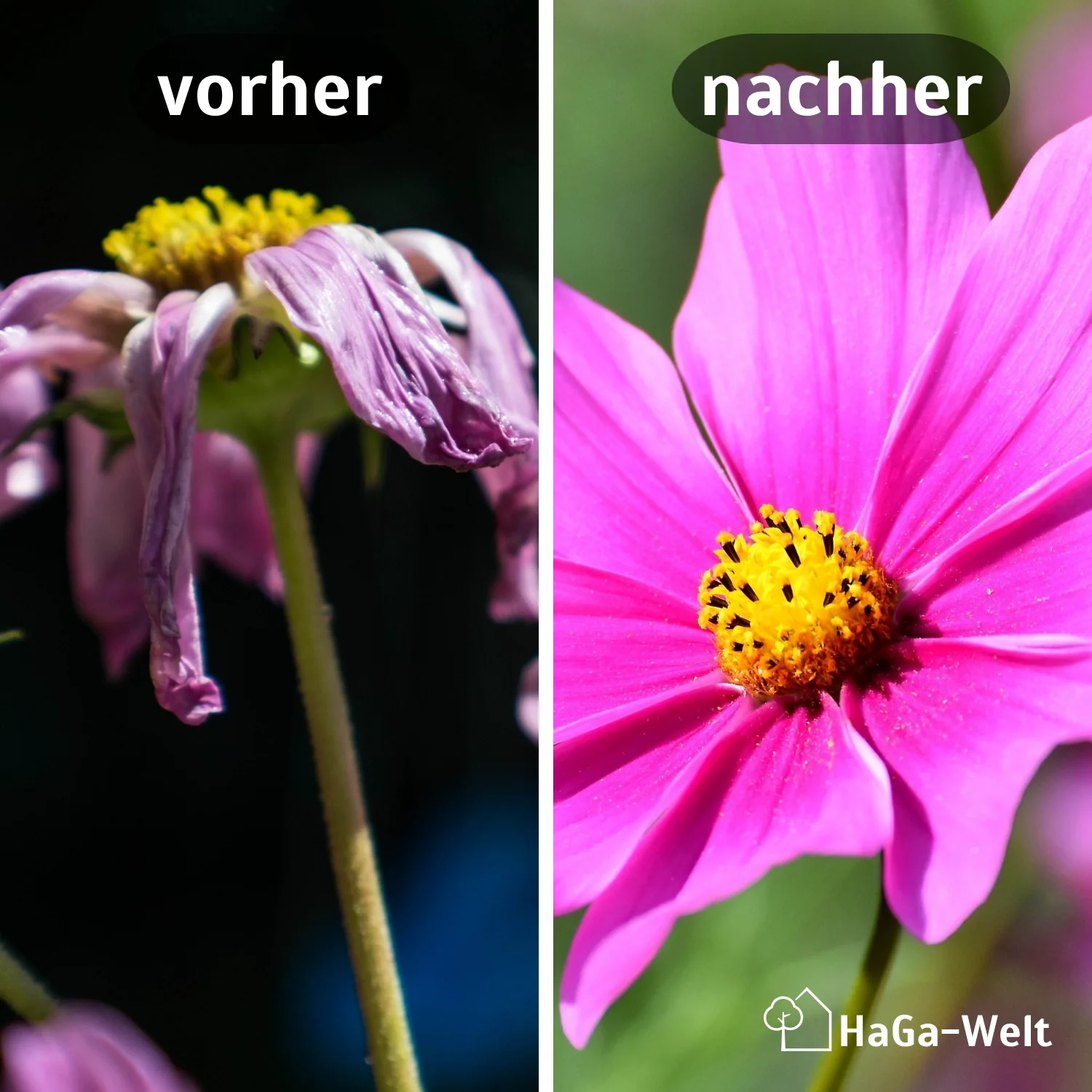 Blumendünger - Dünger für gesunde Blumen - Image 3
