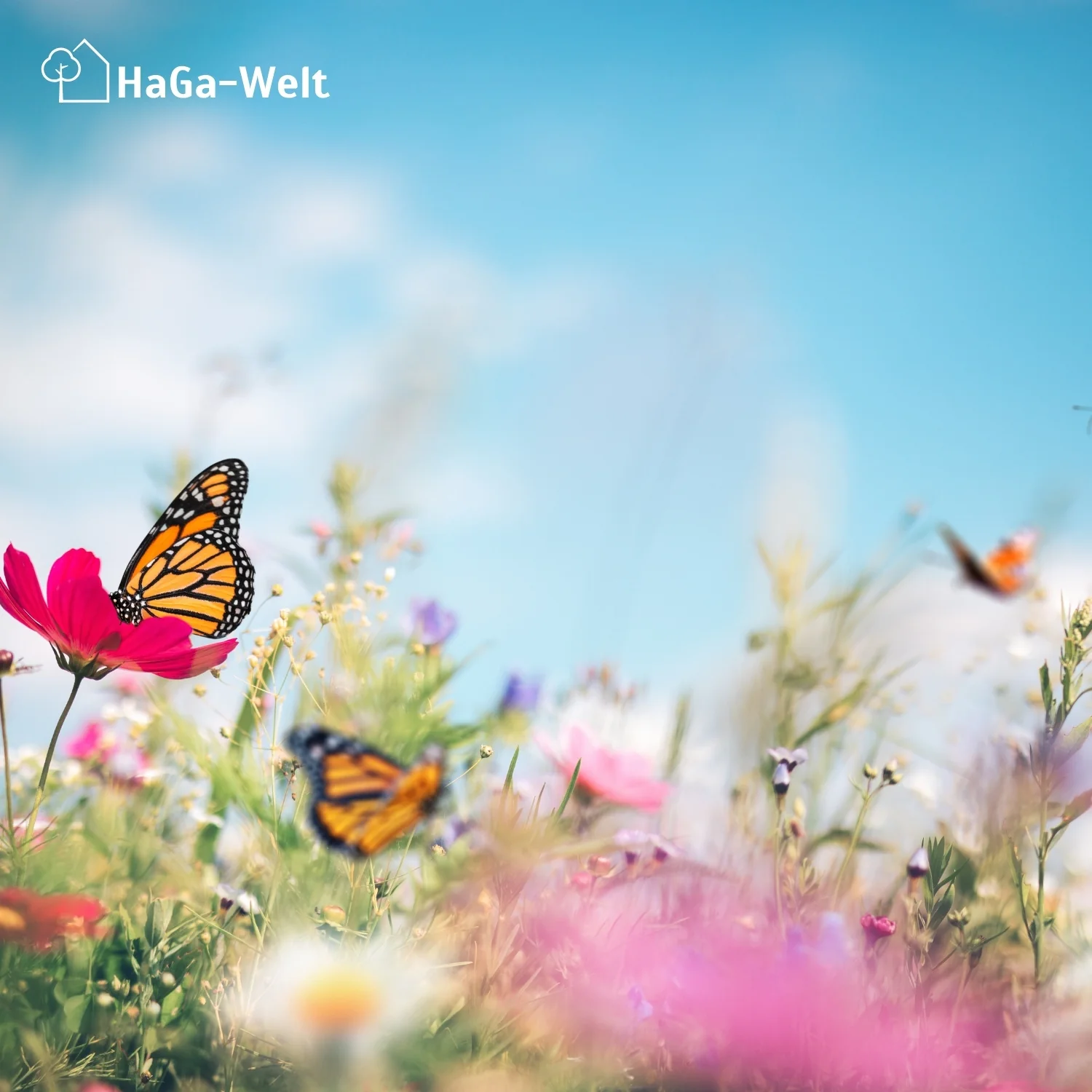 Blumenwiesenmatte – eine Wildblumenwiese für Ihren Garten - Image 10
