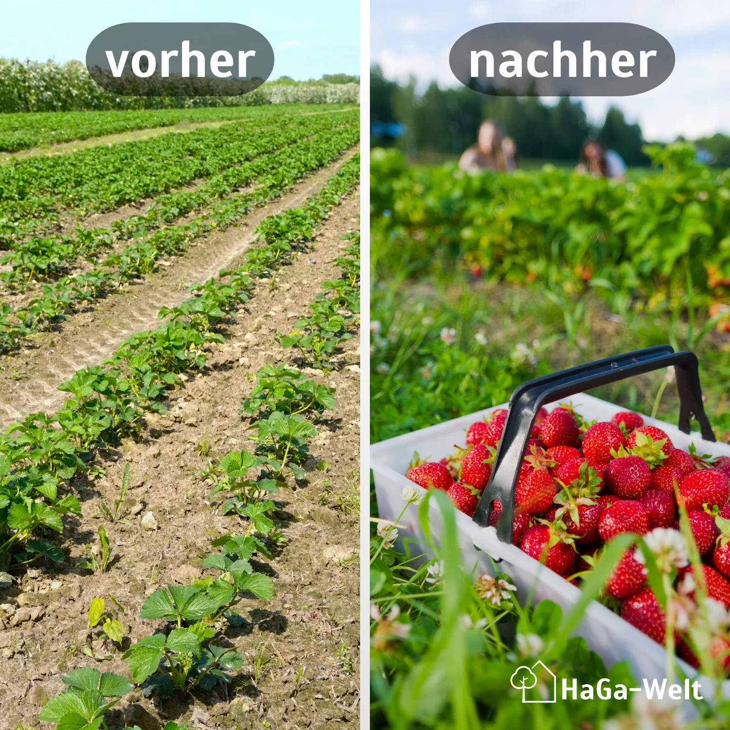 Erdbeermatte in 0,5m Br. (Meterware) 800g/m² einseitig mit Naturlatex besprüht - Image 3
