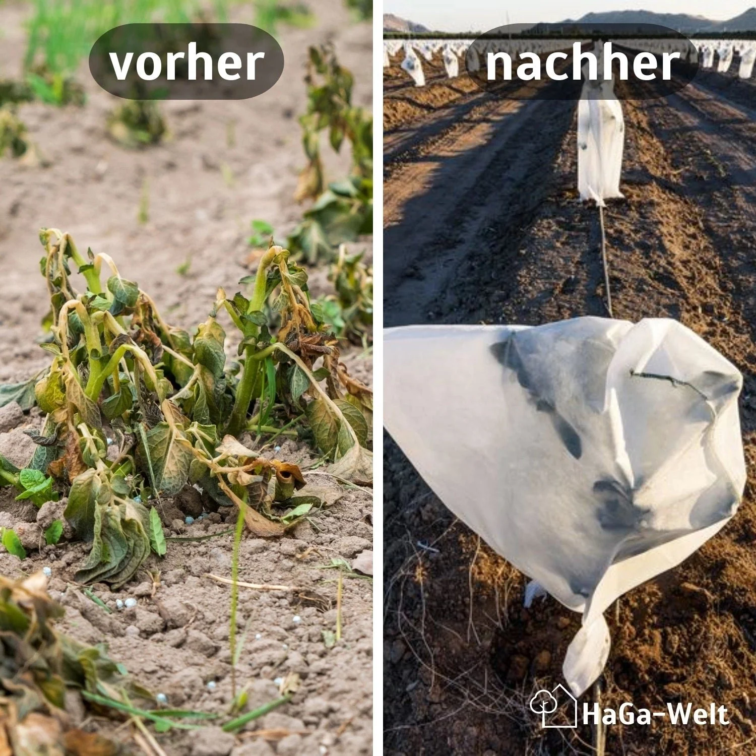 Frostschutzhaube, 50 g/m² – Schutzhaube für Pflanzen, perfekt gegen Frost - Image 3