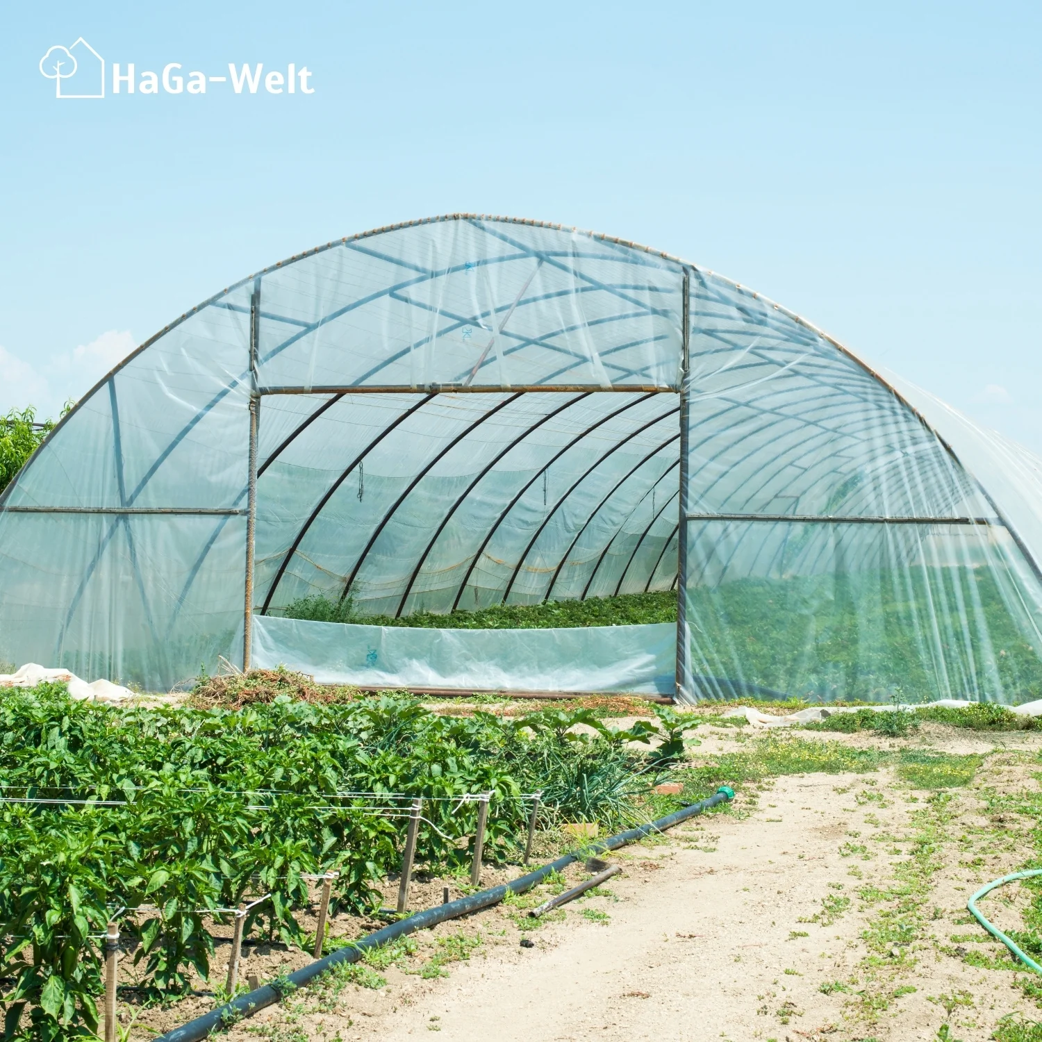 UV2 Gewächshausfolie – geeignet für Folientunnel und Gewächshäuser - Image 10