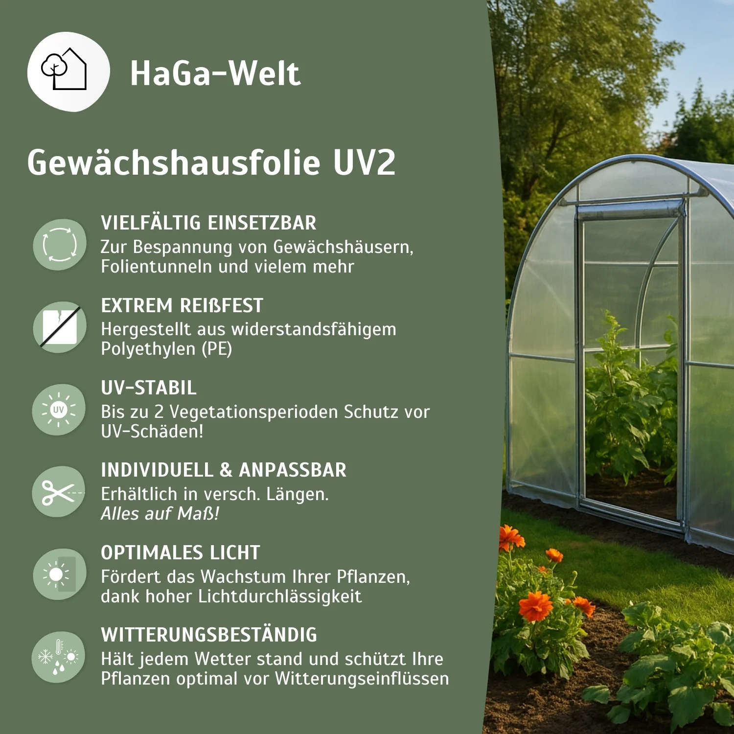 UV2 Gewächshausfolie – geeignet für Folientunnel und Gewächshäuser - Image 4