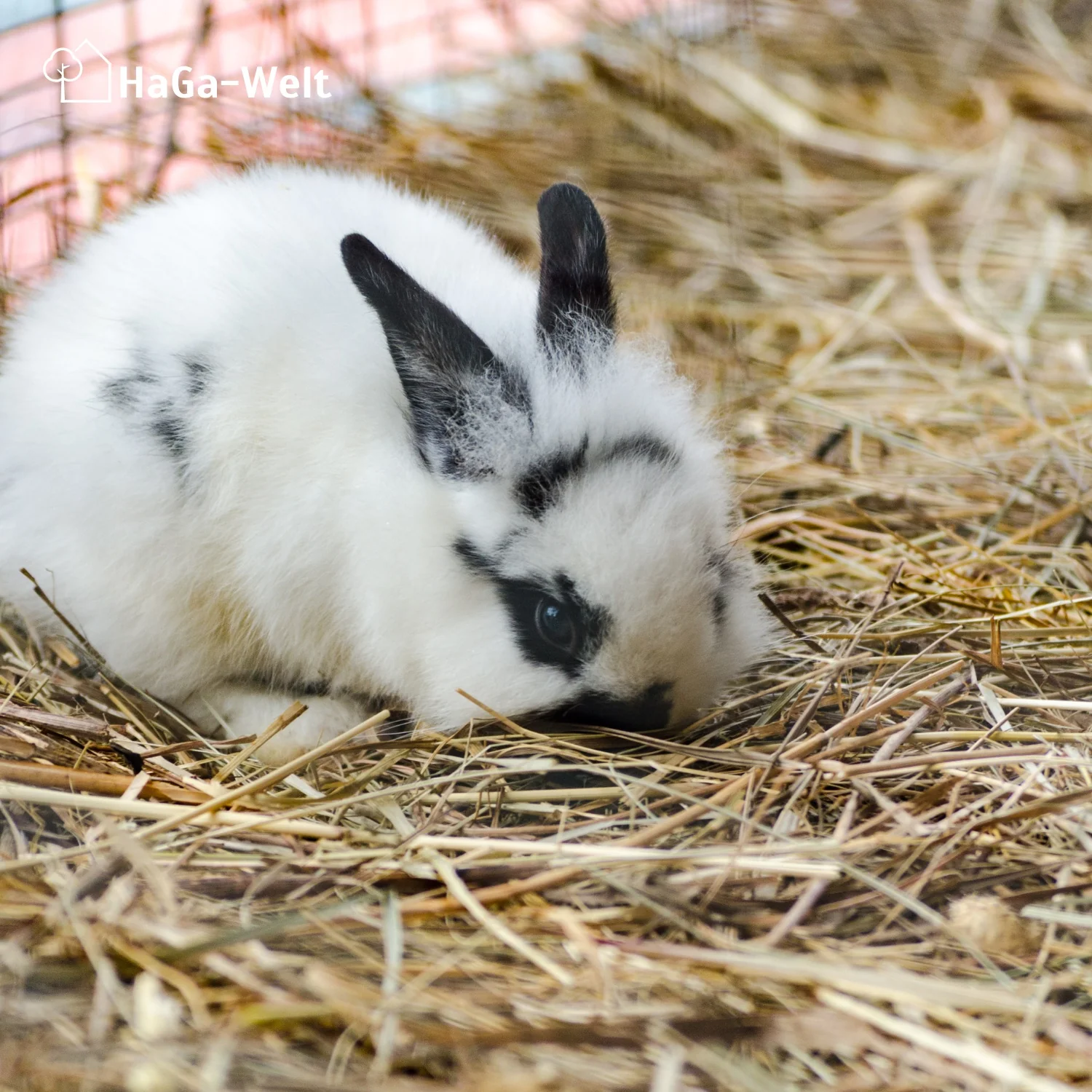 Hanfmatte - atmungsaktive Hanfmatte, perfekte Unterlage für Kleintierstreu - Image 12
