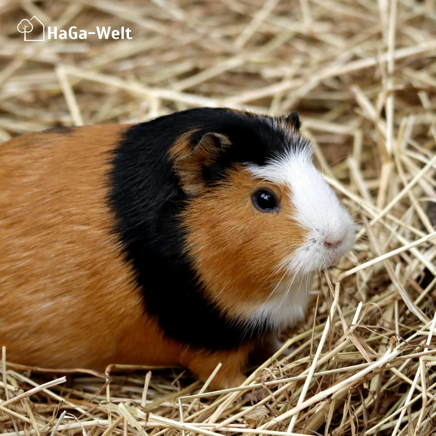 Hanfmatte - atmungsaktive Hanfmatte, perfekte Unterlage für Kleintierstreu - Image 13