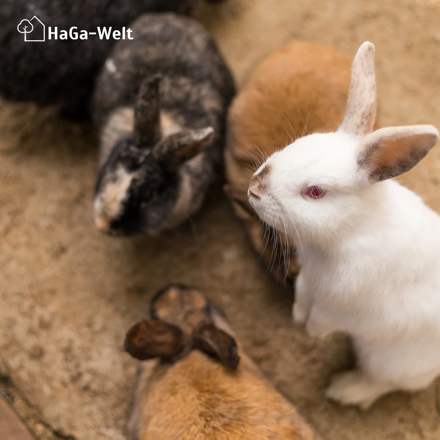 Hanfmatte - atmungsaktive Hanfmatte, perfekte Unterlage für Kleintierstreu - Image 14