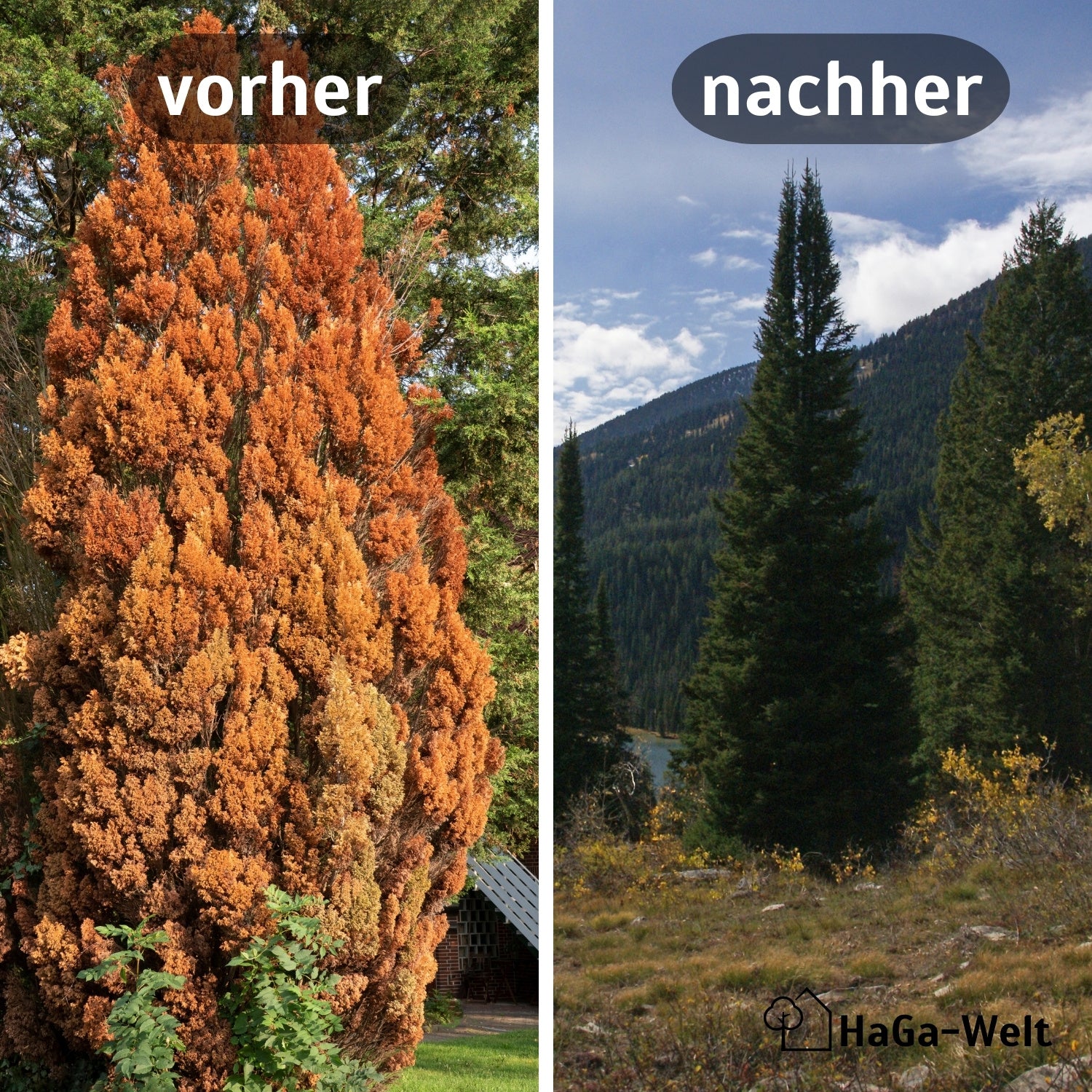 Herbstdünger für Nadelbäume - perfekte für Eibenhecken und Koniferen - Image 3