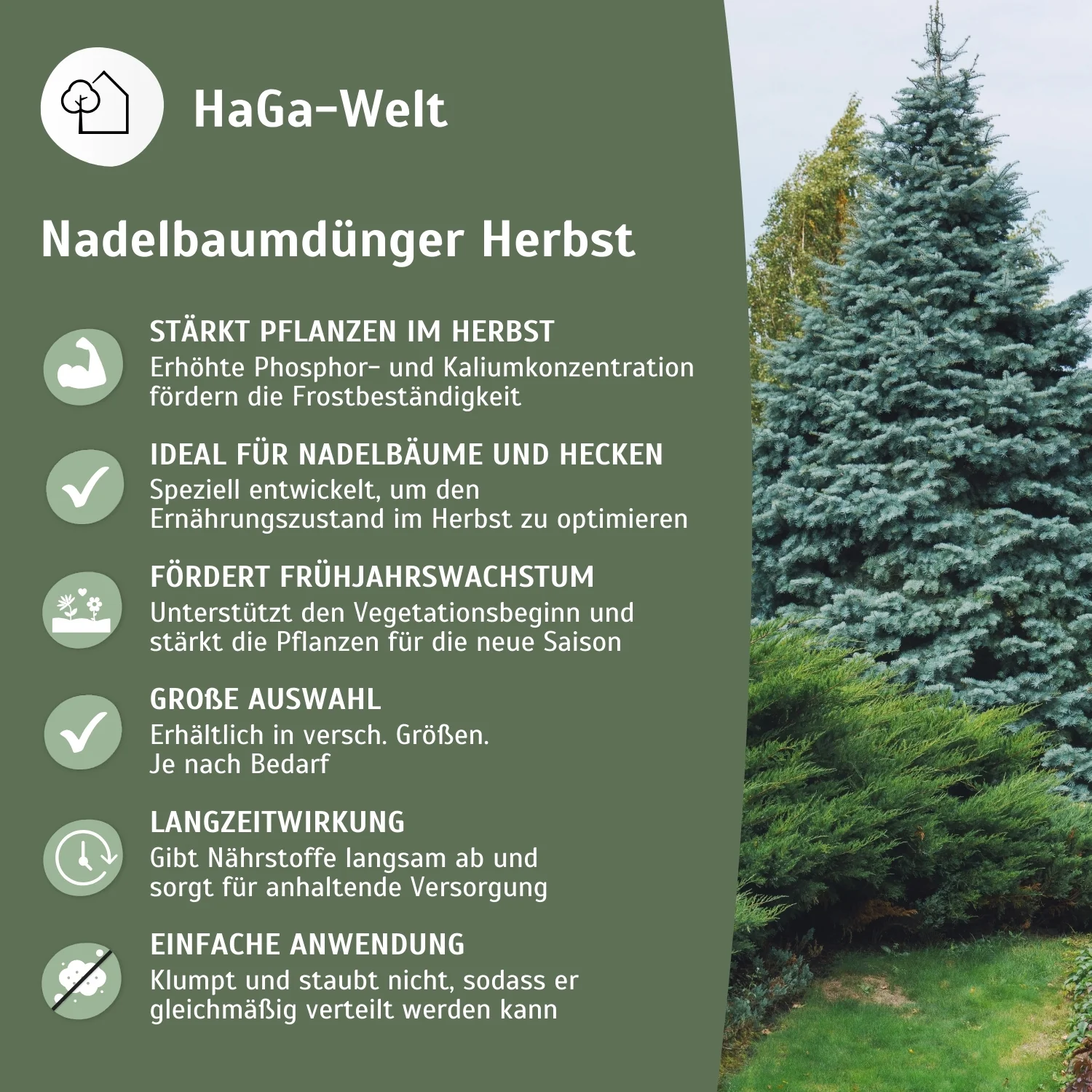 Herbstdünger für Nadelbäume - perfekte für Eibenhecken und Koniferen - Image 4
