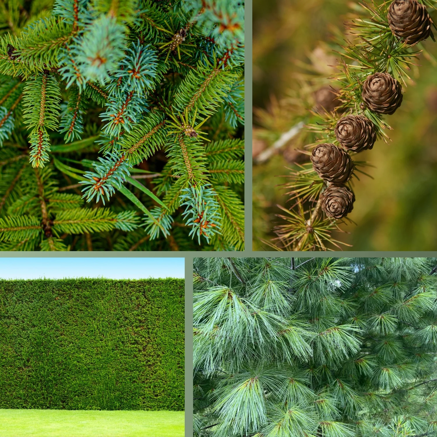Herbstdünger für Nadelbäume - perfekte für Eibenhecken und Koniferen - Image 7