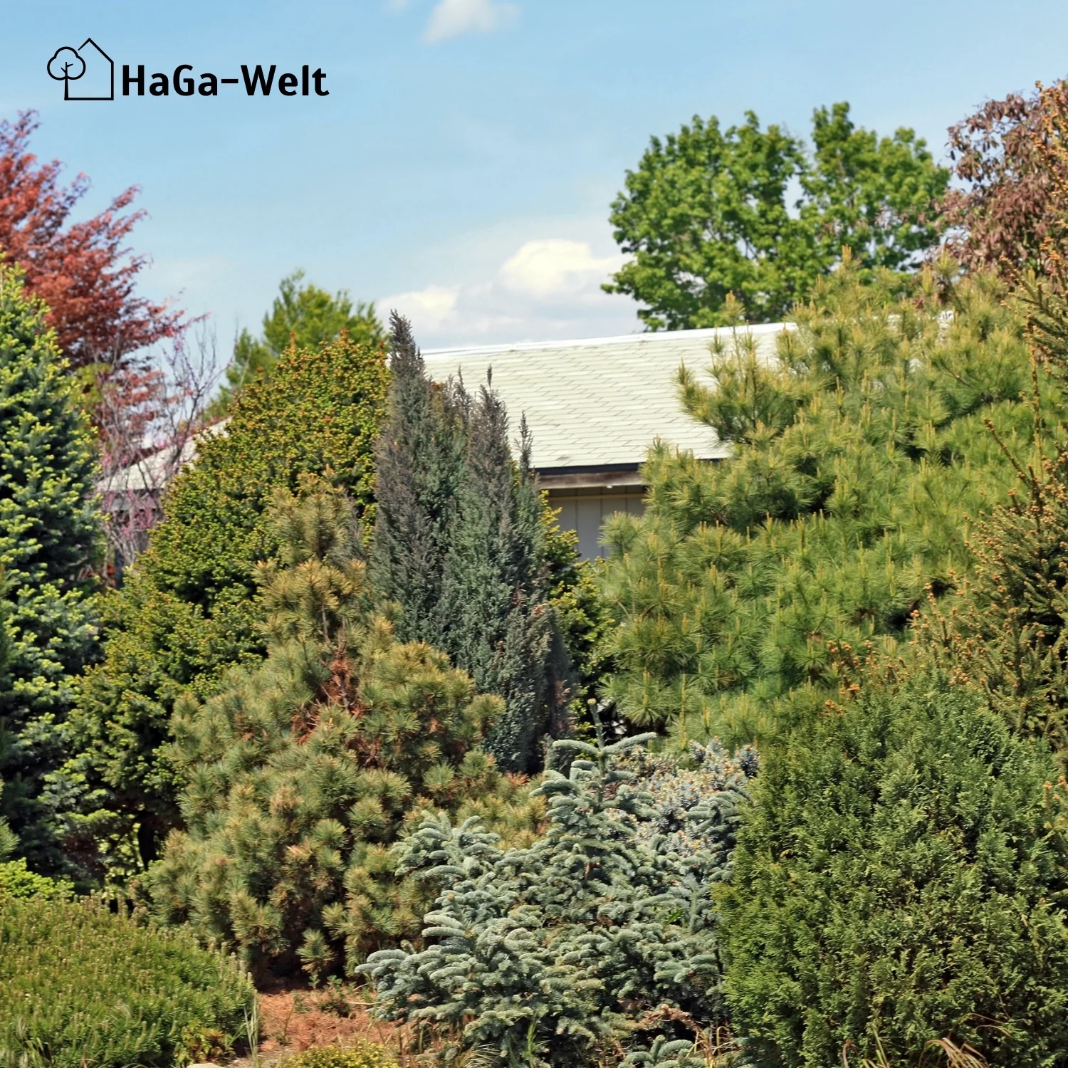 Herbstdünger für Nadelbäume - perfekte für Eibenhecken und Koniferen - Image 9