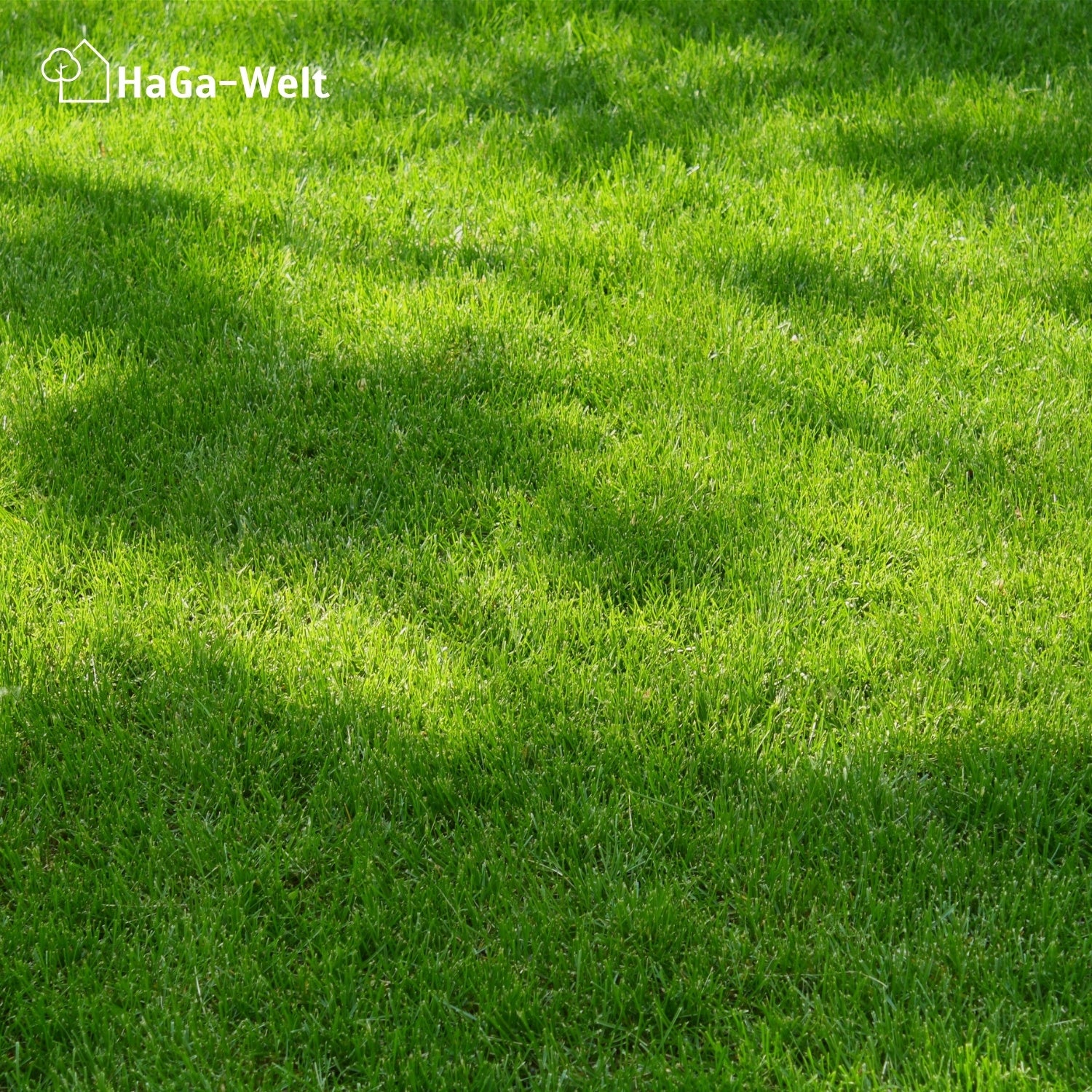 Rasendünger Herbst - für ein sattes Grün im Herbst - Image 10