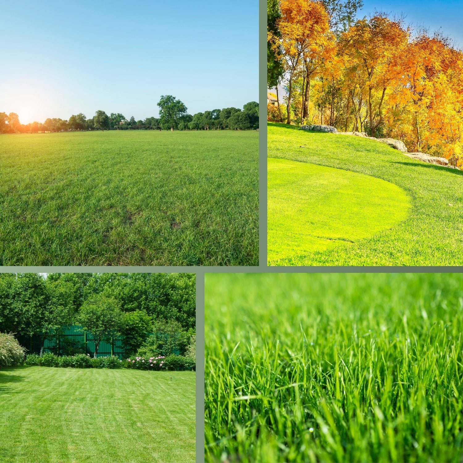 Rasendünger Herbst - für ein sattes Grün im Herbst - Image 7