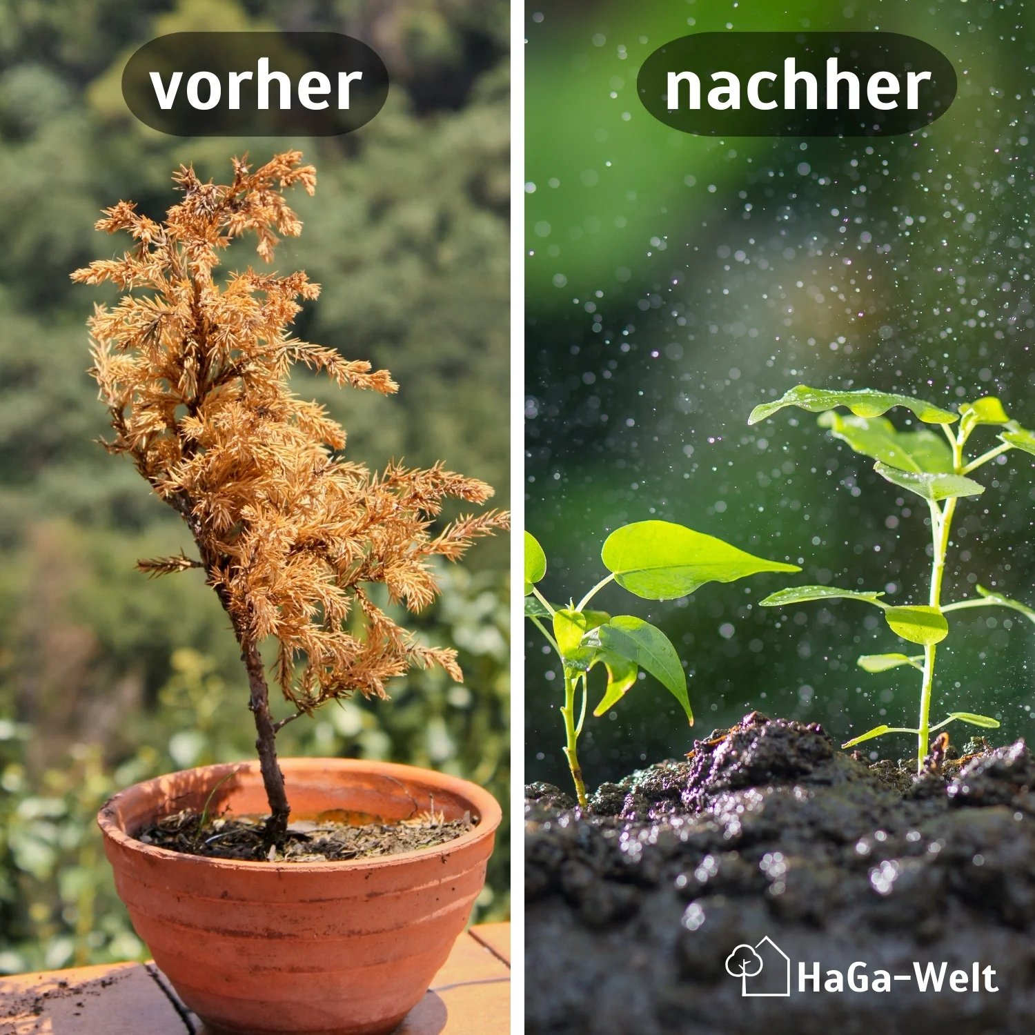 Kokoserde - gepresste Blumenerde zur Anzucht - Image 3