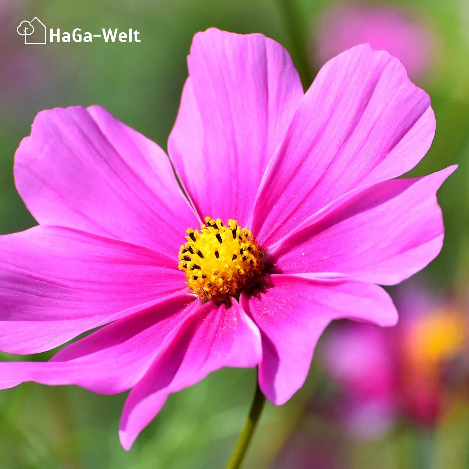 Langzeit Blumendünger - Mineraldünger für Blumen und Pflanzen - Image 13