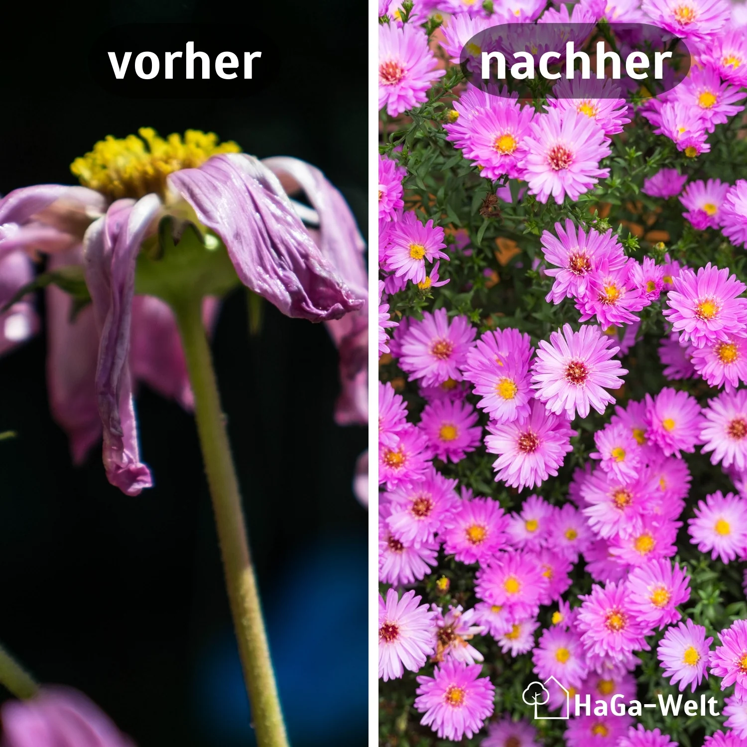 Langzeit Blumendünger - Mineraldünger für Blumen und Pflanzen - Image 3