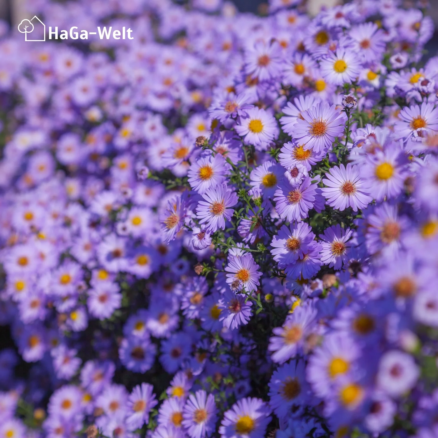Langzeit Blumendünger - Mineraldünger für Blumen und Pflanzen - Image 9