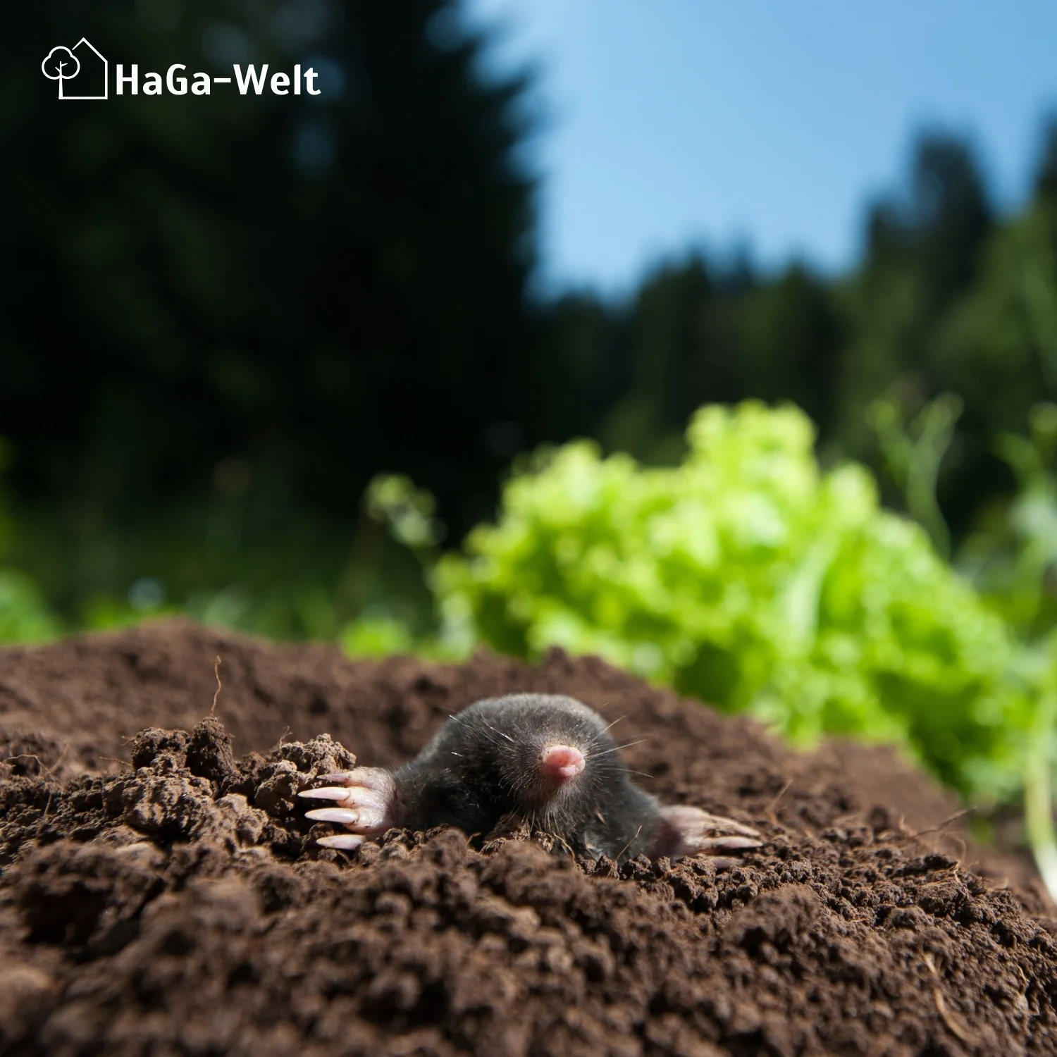 Maulwurfnetz – effektiver Schutz gegen Maulwürfe - Image 9