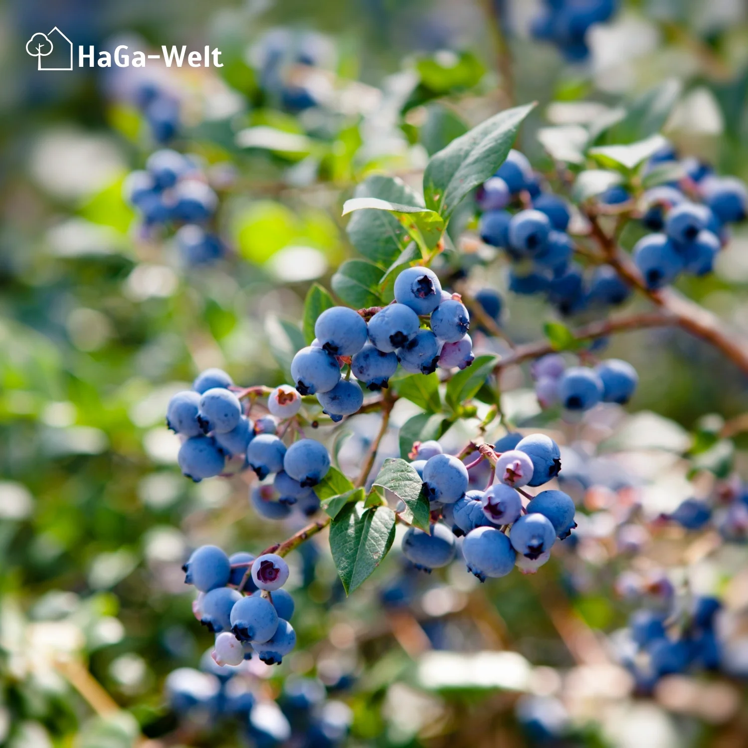 Heidelbeerdünger - Mineraldünger für Heidelbeeren - Image 12