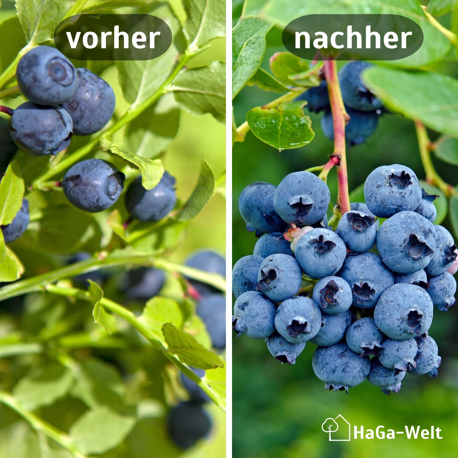 Heidelbeerdünger - Mineraldünger für Heidelbeeren - Image 3