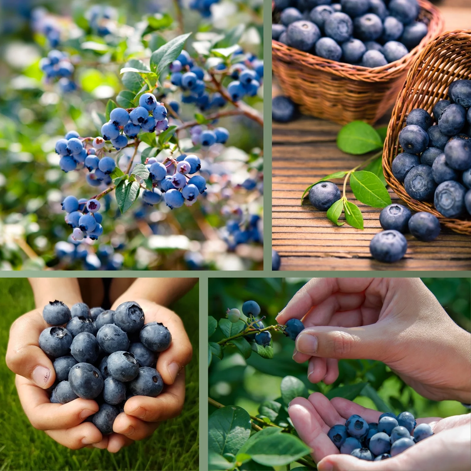 Heidelbeerdünger - Mineraldünger für Heidelbeeren - Image 7