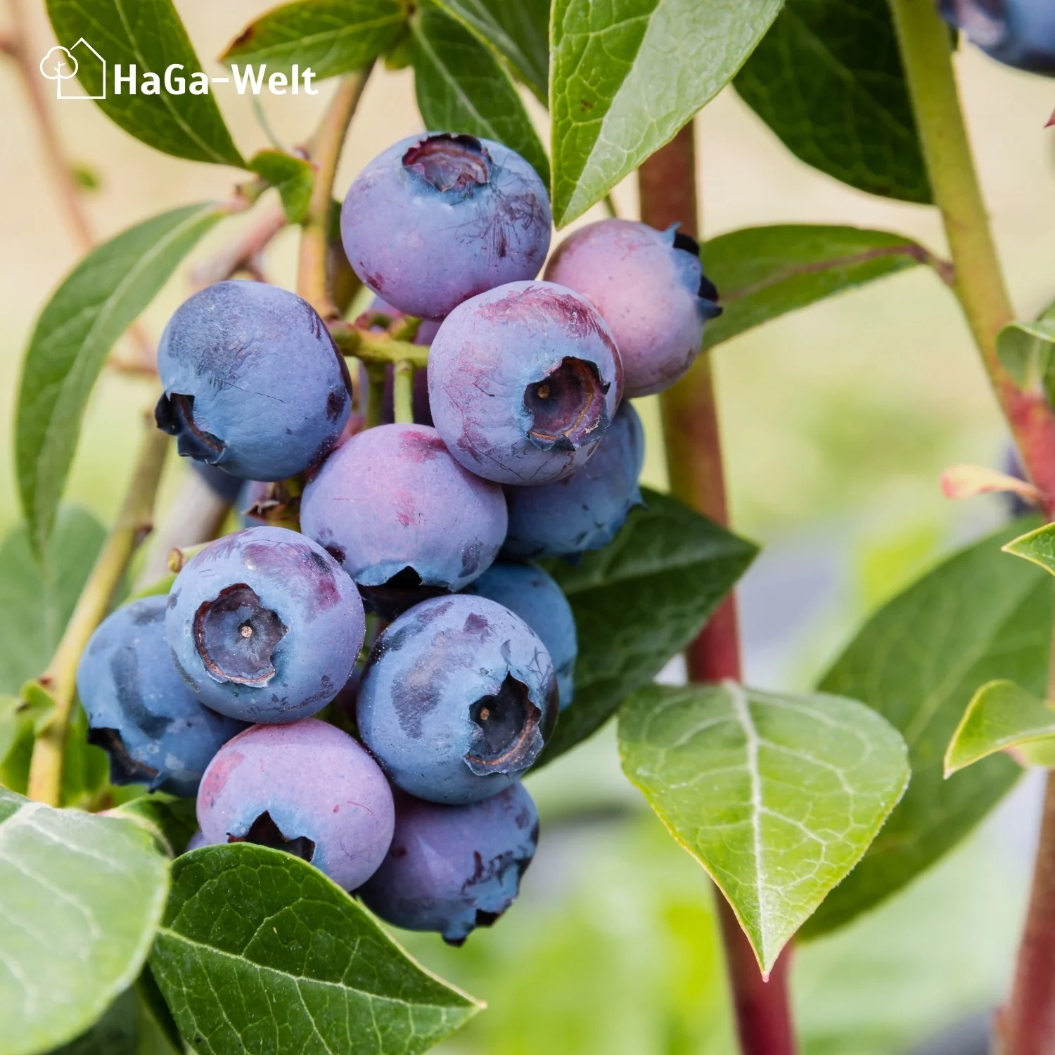 Heidelbeerdünger - Mineraldünger für Heidelbeeren - Image 9