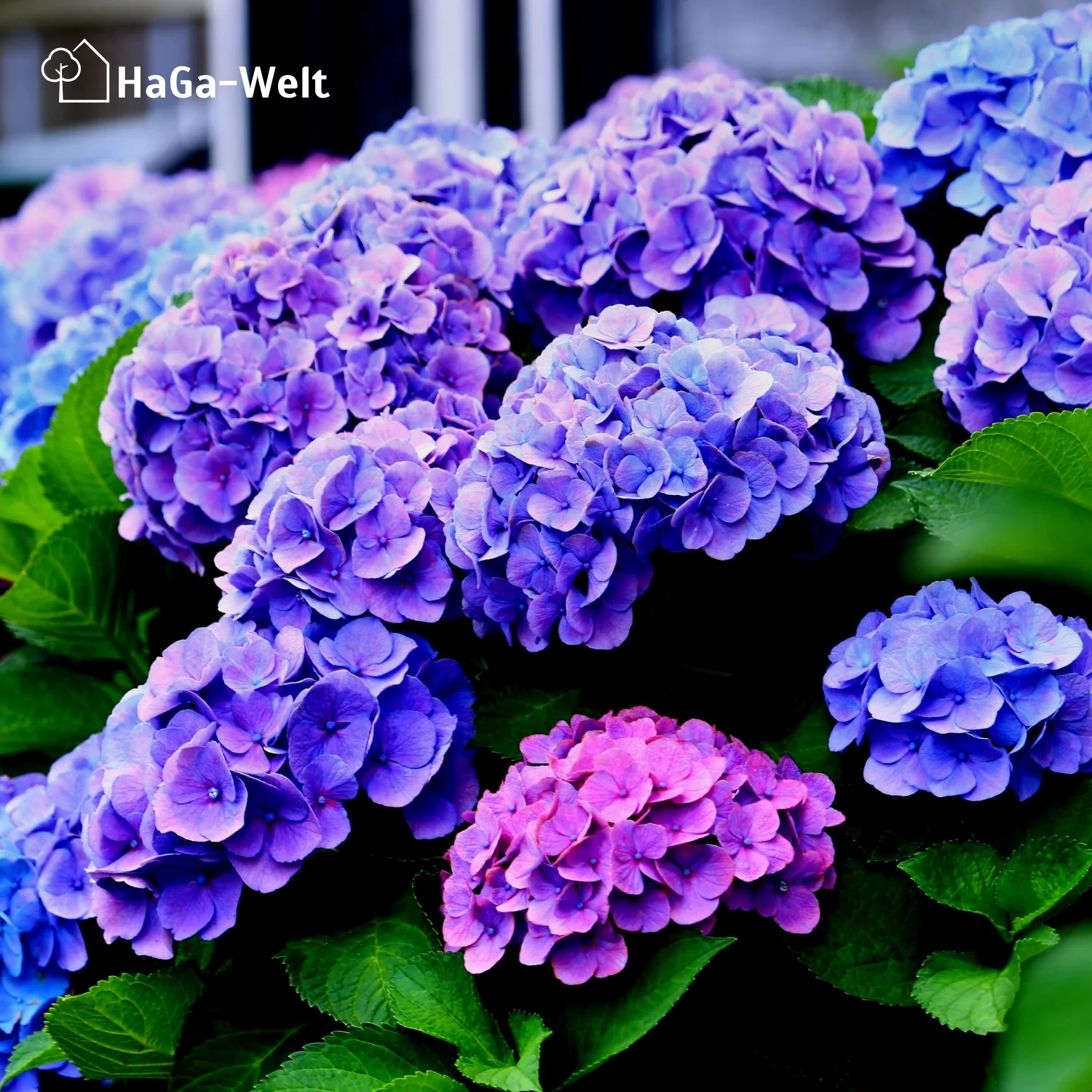 Hortensiendünger – Mineraldünger für Hortensien, Rhododendron & Azaleen - Image 10