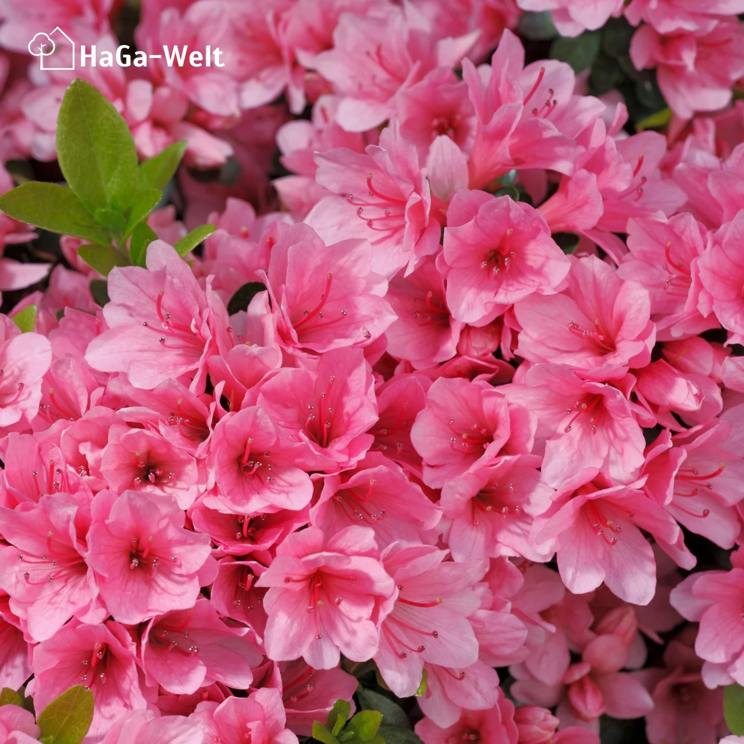 Hortensiendünger – Mineraldünger für Hortensien, Rhododendron & Azaleen - Image 12