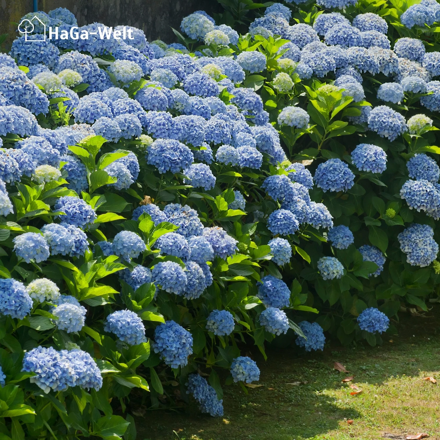 Hortensiendünger – Mineraldünger für Hortensien, Rhododendron & Azaleen - Image 13