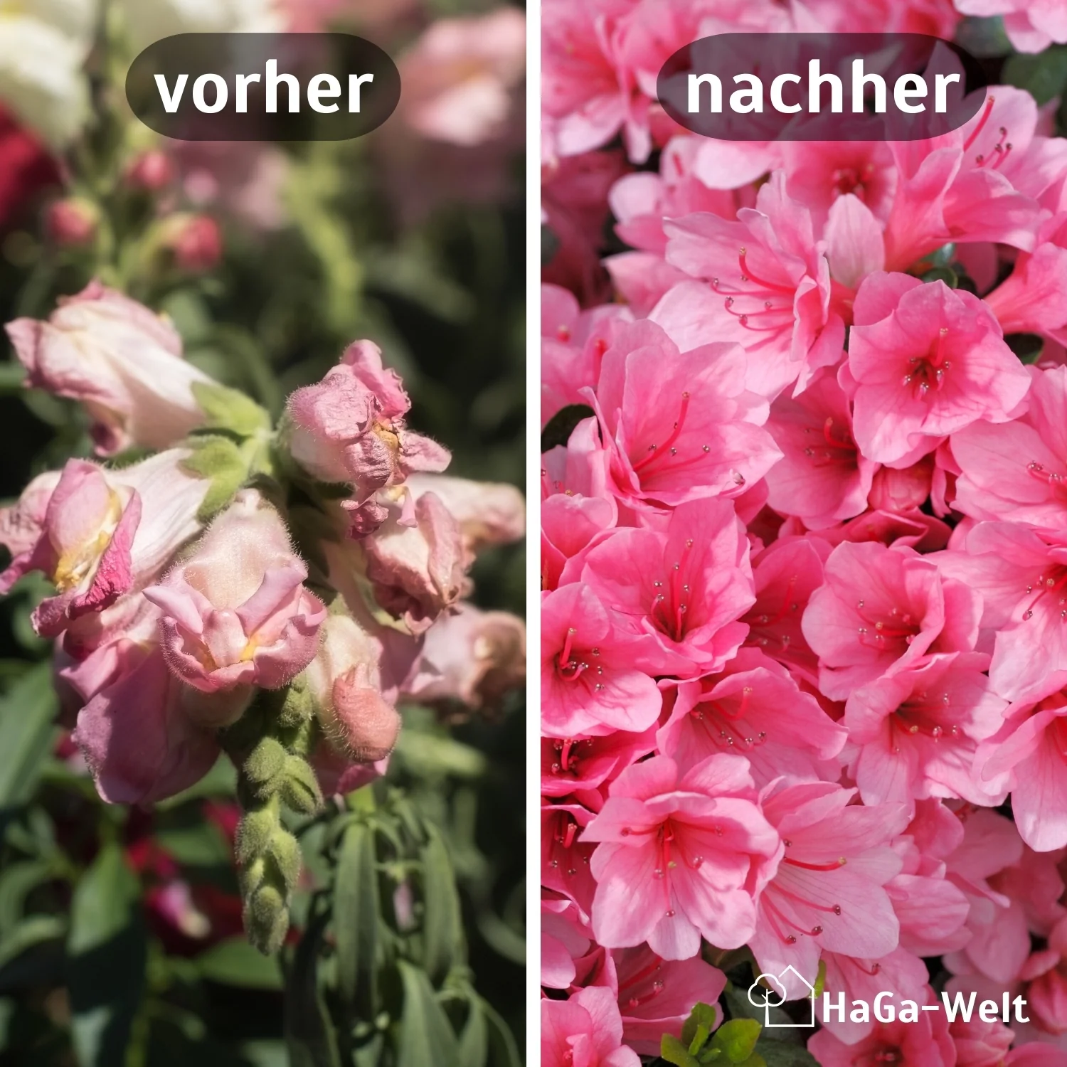 Hortensiendünger – Mineraldünger für Hortensien, Rhododendron & Azaleen - Image 3