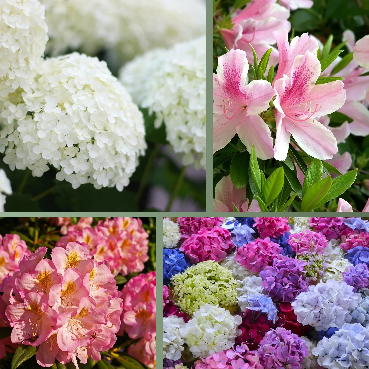 Hortensiendünger – Mineraldünger für Hortensien, Rhododendron & Azaleen - Image 7