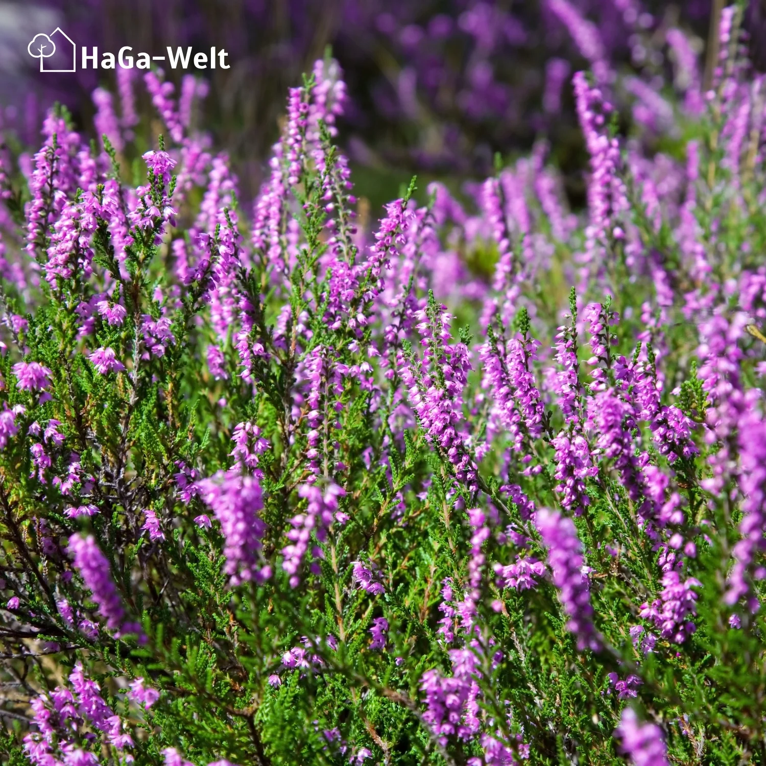 Hortensiendünger – Mineraldünger für Hortensien, Rhododendron & Azaleen - Image 9