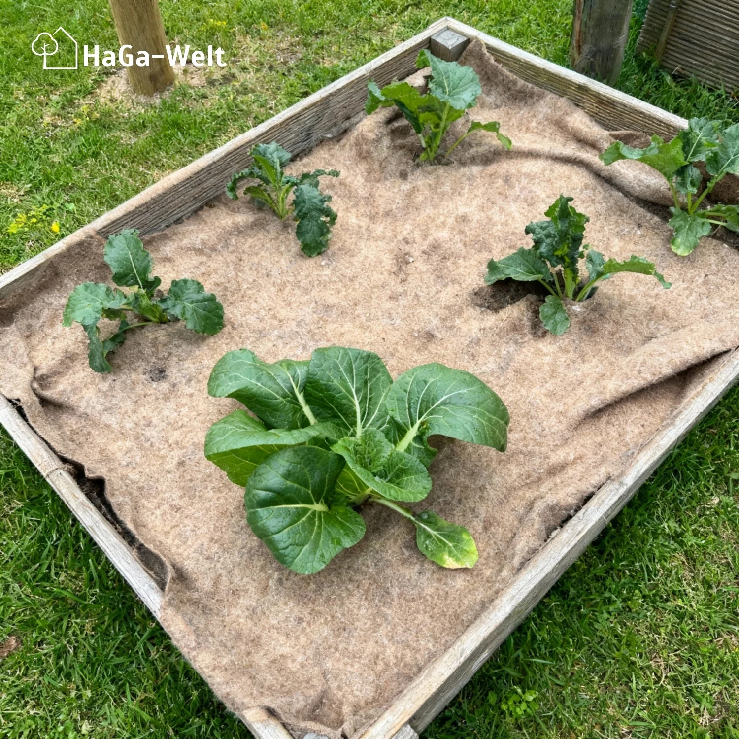 Mulchvlies aus Schafwolle – aus 100 % Schafwolle, biologisch abbaubar - Image 10