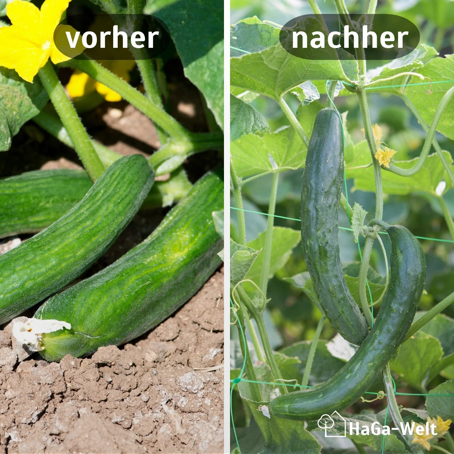 Ranknetz – Ideal für Gurken, Bohnen und Kletterpflanzen - Image 3