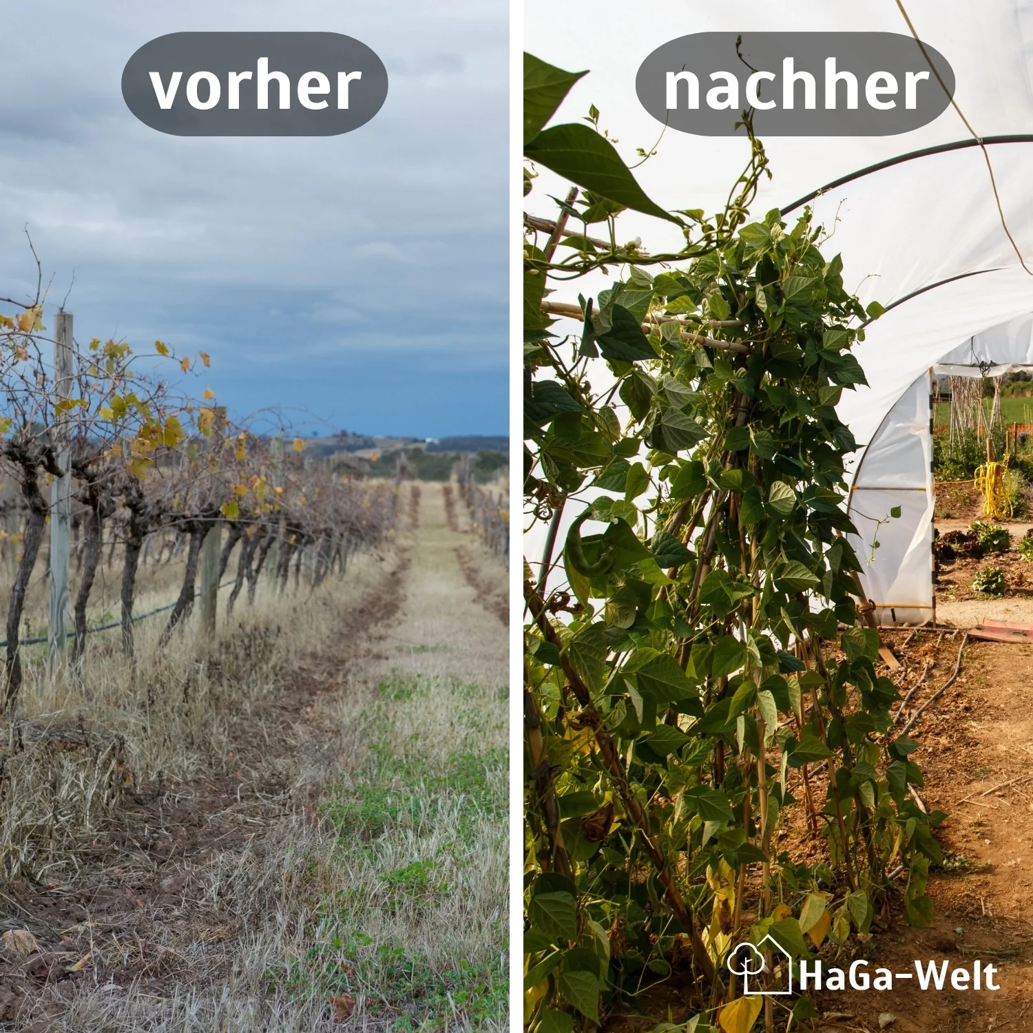 UV3 Gewächshausfolie – reißfest und witterungsbeständig - Image 3