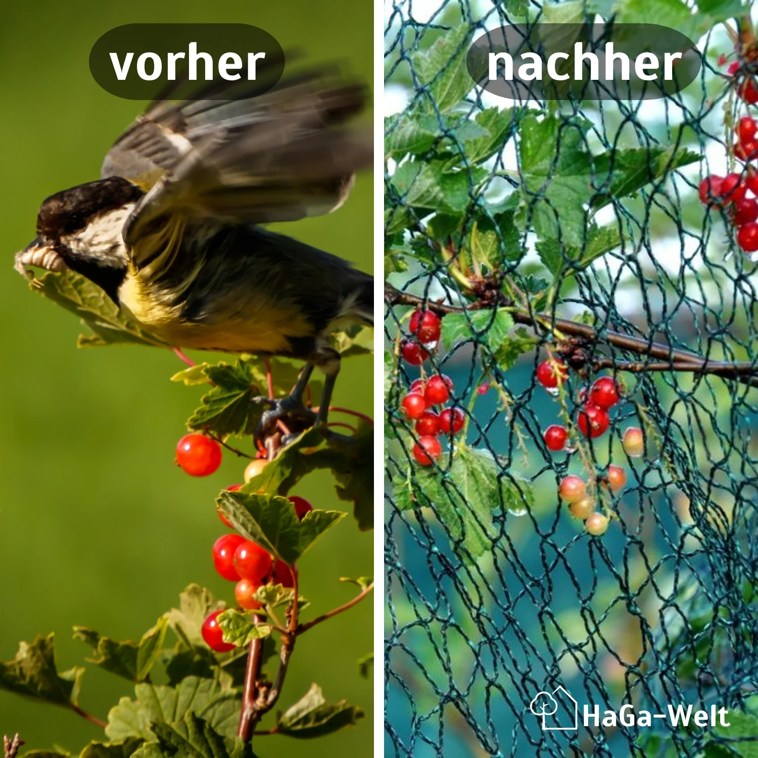 Vogelschutznetz – effektiver Schutz vor Vogelfraß - Image 3