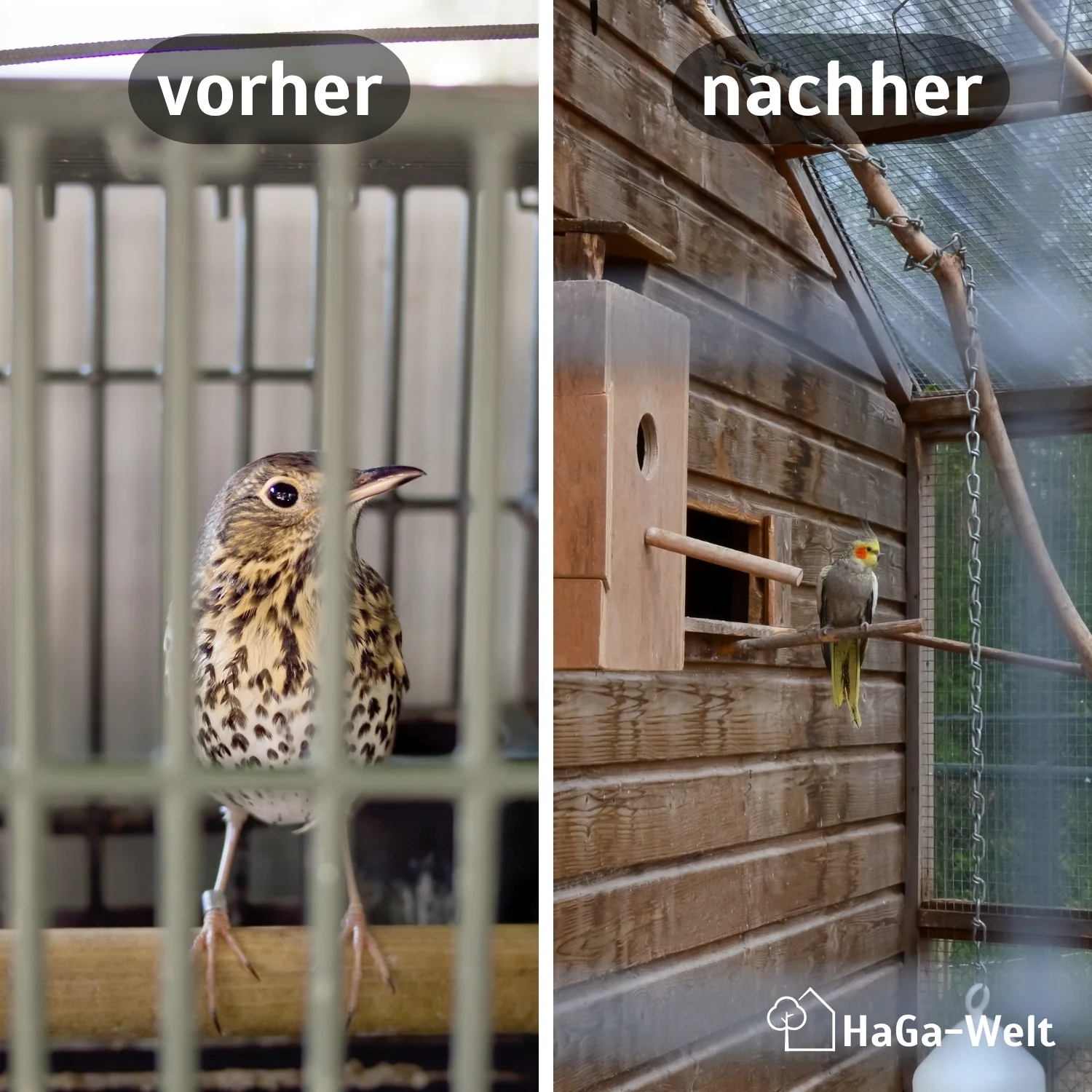 Volierendraht – Stabiler Draht für Ihre Voliere - Image 3